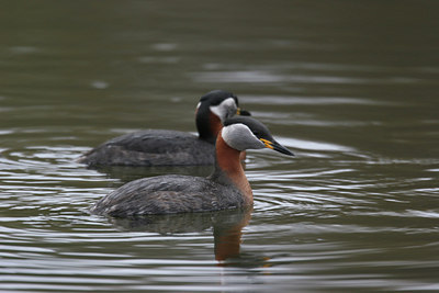 BUITEN BEELD Foto: 831