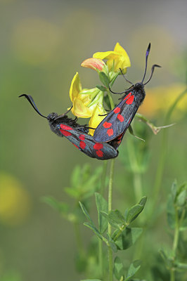 BUITEN BEELD Foto: 837