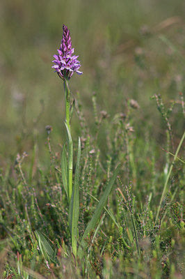 BUITEN BEELD Foto: 840