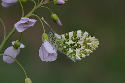 BUITEN BEELD Foto: 848