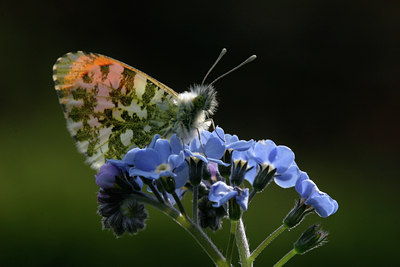 BUITEN BEELD Foto: 849