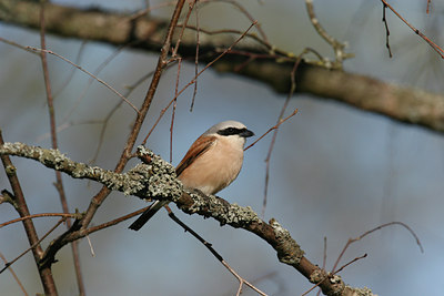 BUITEN BEELD Foto: 876