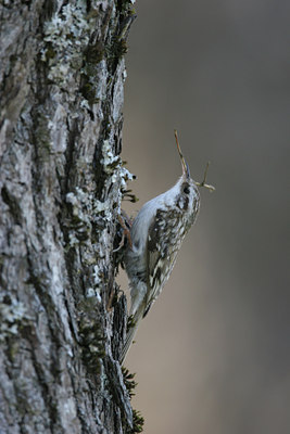 BUITEN BEELD Foto: 880