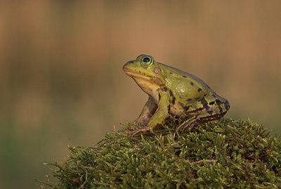 BUITEN BEELD Foto: 891