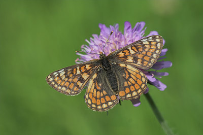 BUITEN BEELD Foto: 932