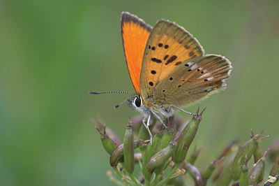 BUITEN BEELD Foto: 934