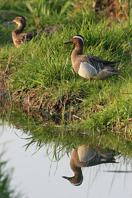 BUITEN BEELD Foto: 955