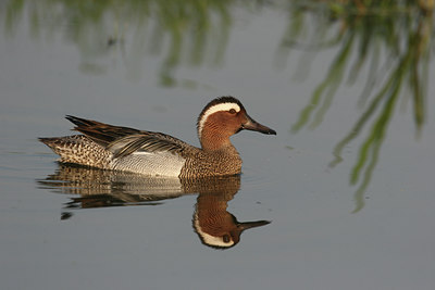 BUITEN BEELD Foto: 958