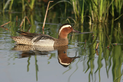 BUITEN BEELD Foto: 960