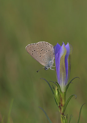 BUITEN BEELD Foto: 966