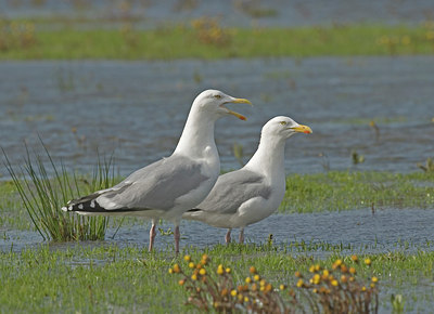 BUITEN BEELD Foto: 9008