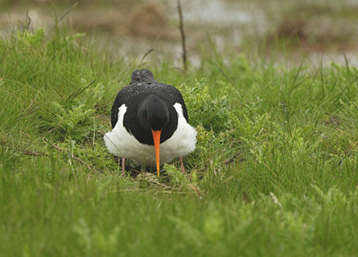 BUITEN BEELD Foto: 9071