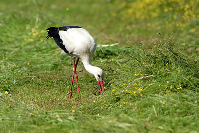 BUITEN BEELD Foto: 9078