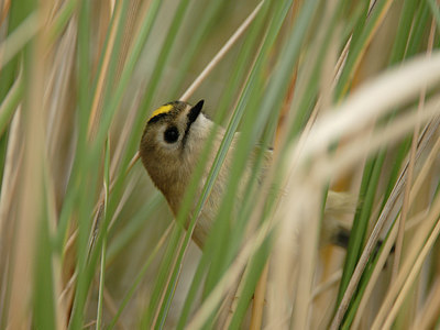 BUITEN BEELD Foto: 9097