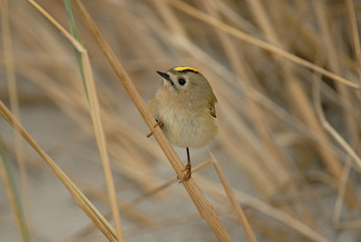 BUITEN BEELD Foto: 9098