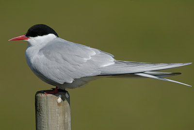 BUITEN BEELD Foto: 9170