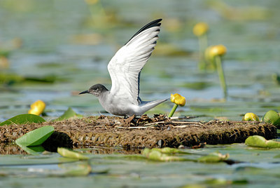 BUITEN BEELD Foto: 9176
