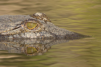 BUITEN BEELD Foto: 9183