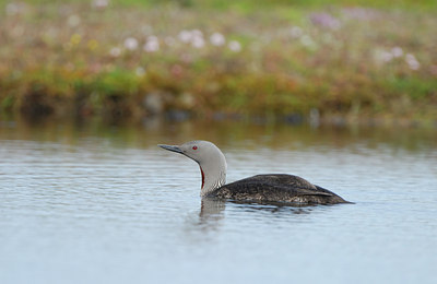 BUITEN BEELD Foto: 9221