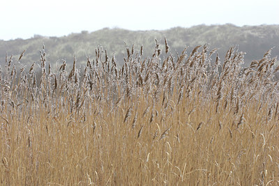 BUITEN BEELD Foto: 9222