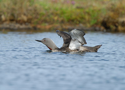 BUITEN BEELD Foto: 9223