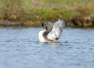 BUITEN BEELD Foto: 9224