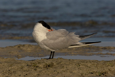 BUITEN BEELD Foto: 9238