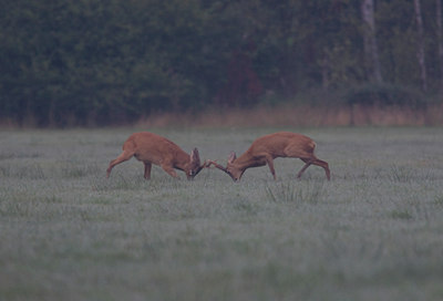 BUITEN BEELD Foto: 9249