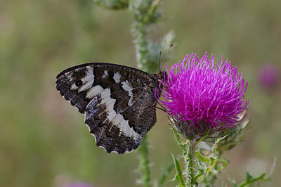 BUITEN BEELD Foto: 9282