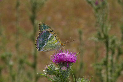 BUITEN BEELD Foto: 9289