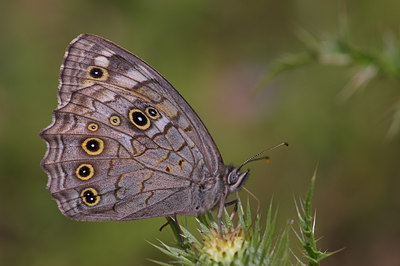 BUITEN BEELD Foto: 9292