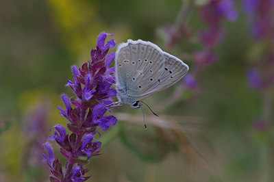 BUITEN BEELD Foto: 9294