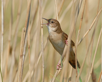 BUITEN BEELD Foto: 9321