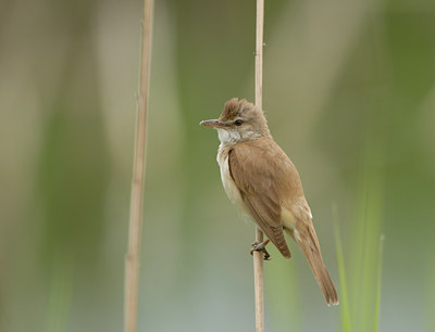 BUITEN BEELD Foto: 9326