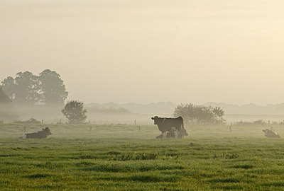 BUITEN BEELD Foto: 9340