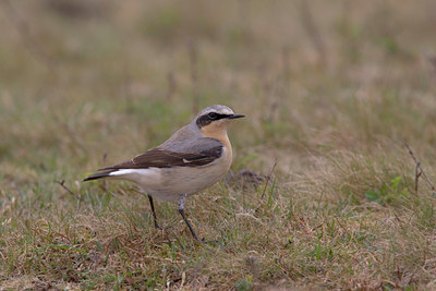 BUITEN BEELD Foto: 9344