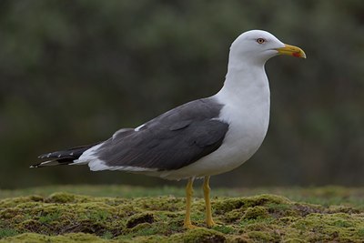 BUITEN BEELD Foto: 9352