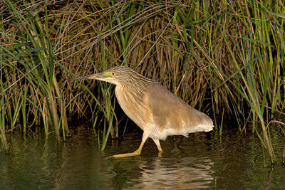 BUITEN BEELD Foto: 9367