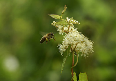 BUITEN BEELD Foto: 9384