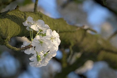 BUITEN BEELD Foto: 9452