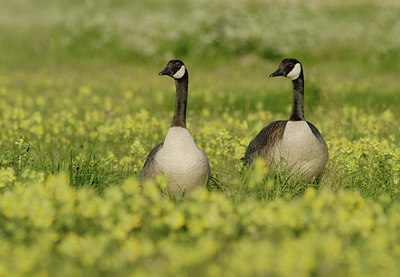 BUITEN BEELD Foto: 9515