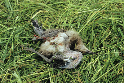 BUITEN BEELD Foto: 9523