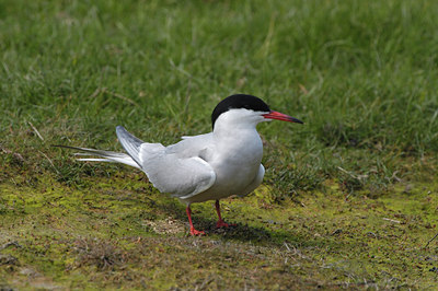 BUITEN BEELD Foto: 9526