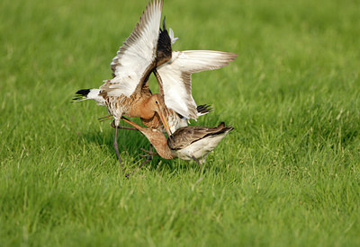 BUITEN BEELD Foto: 9583