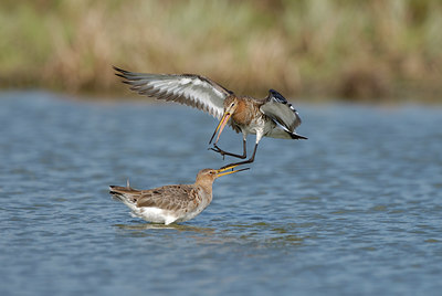 BUITEN BEELD Foto: 9586