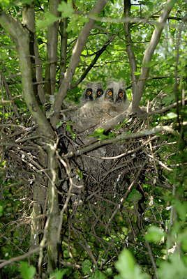 BUITEN BEELD Foto: 9591