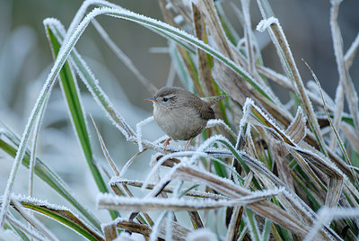 BUITEN BEELD Foto: 9594