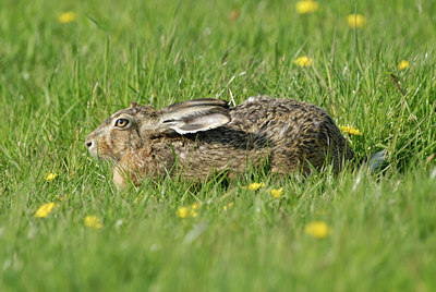 BUITEN BEELD Foto: 9624