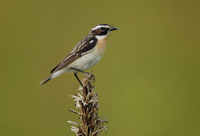 BUITEN BEELD Foto: 9635