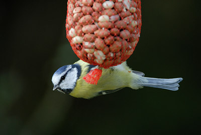 BUITEN BEELD Foto: 9663